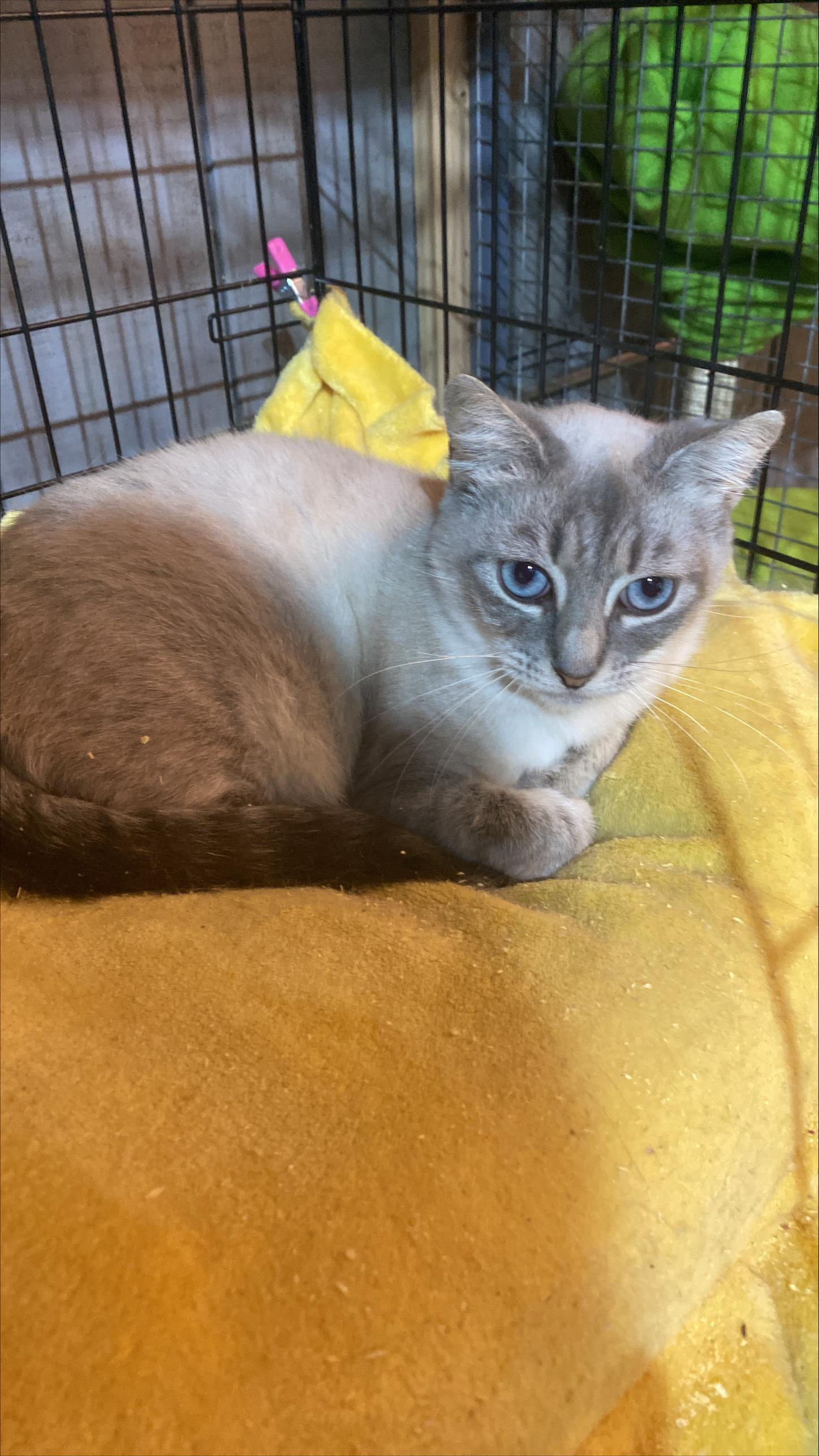 Enlarge Saffy, a ADOPTABLE mixed breed in Stanwood, WA image 3/3