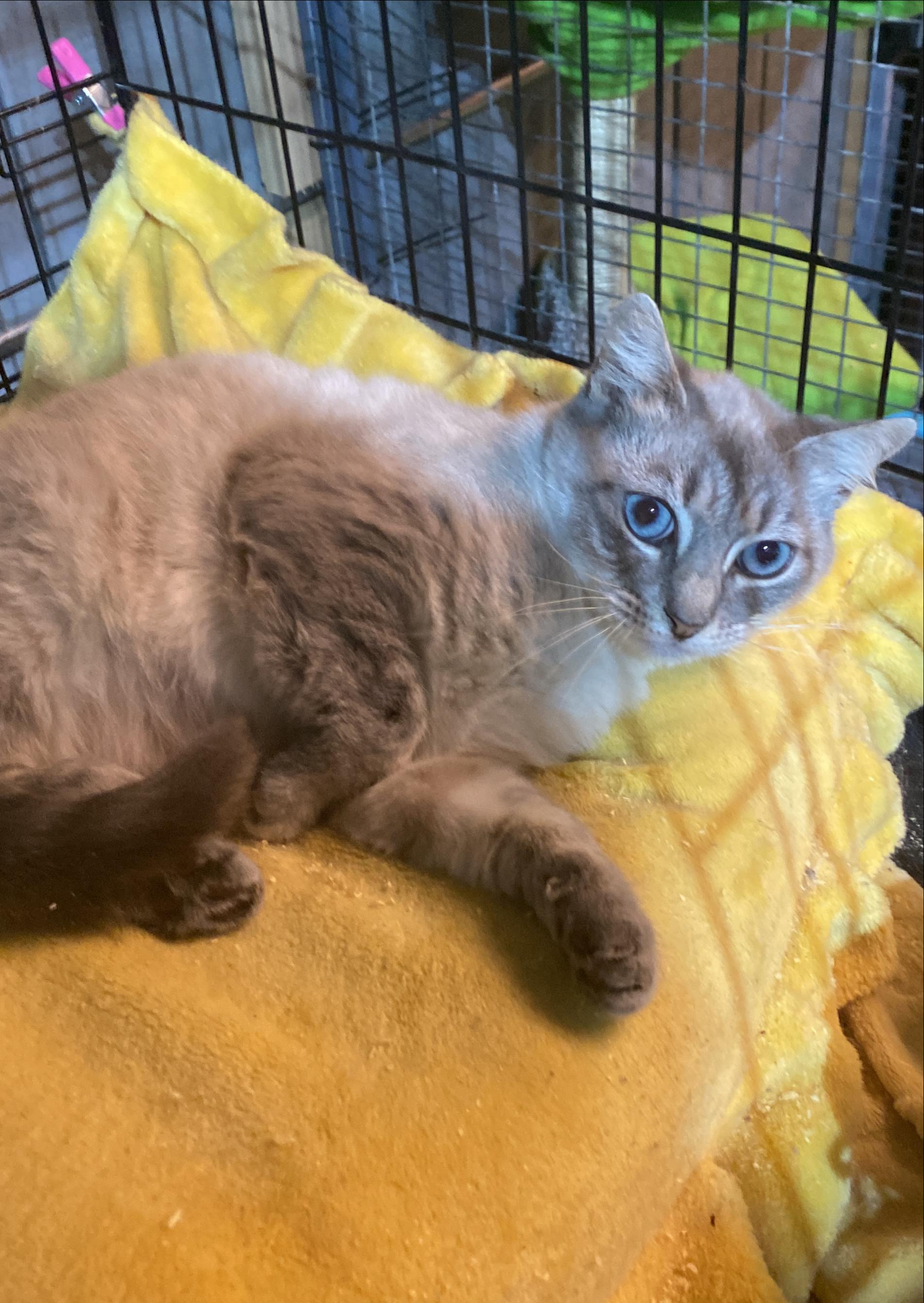 Enlarge Saffy, a ADOPTABLE mixed breed in Stanwood, WA image 2/3