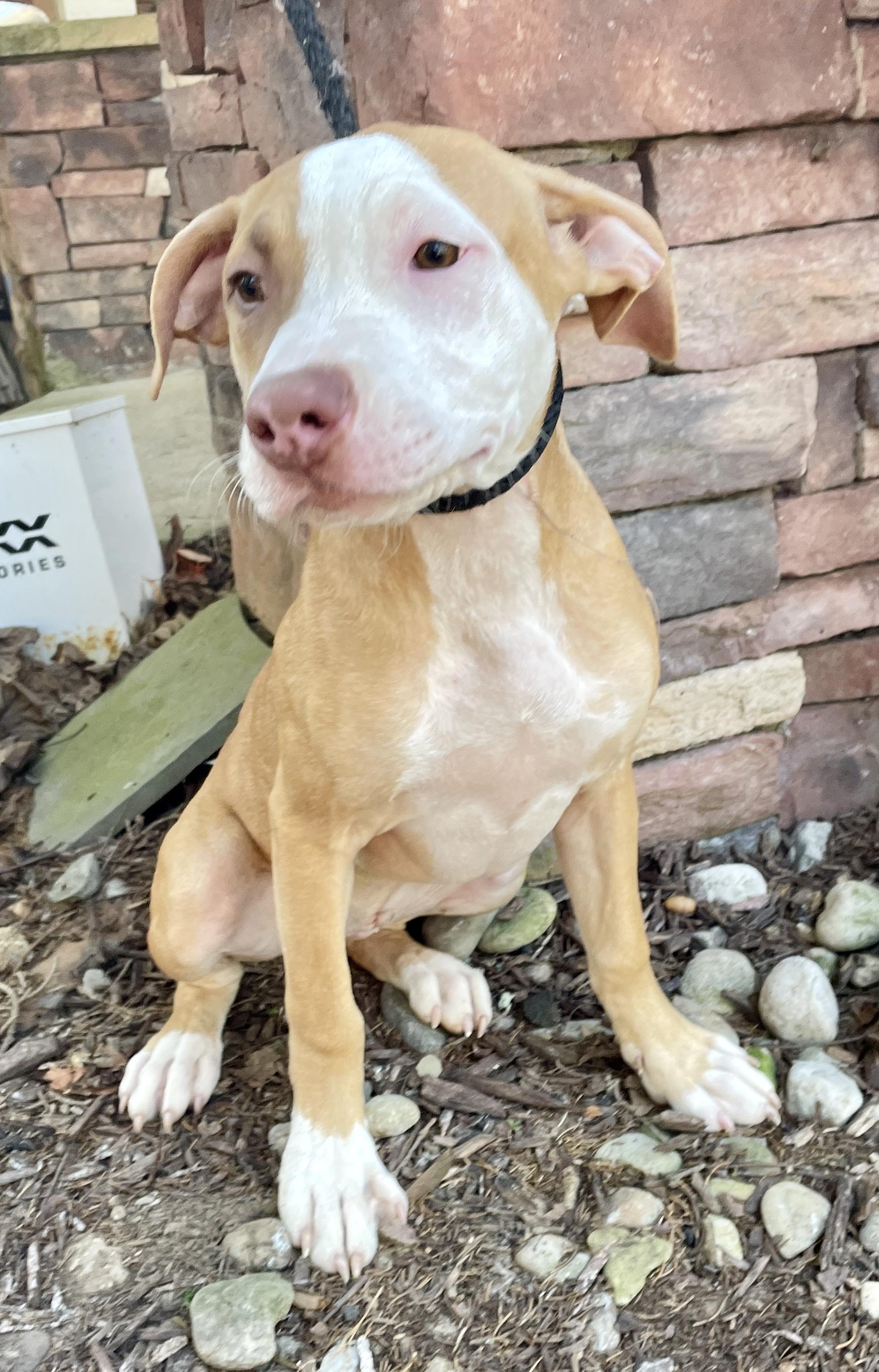 Pinta, a Adoptable mixed breed in Warren, NJ image 2/6