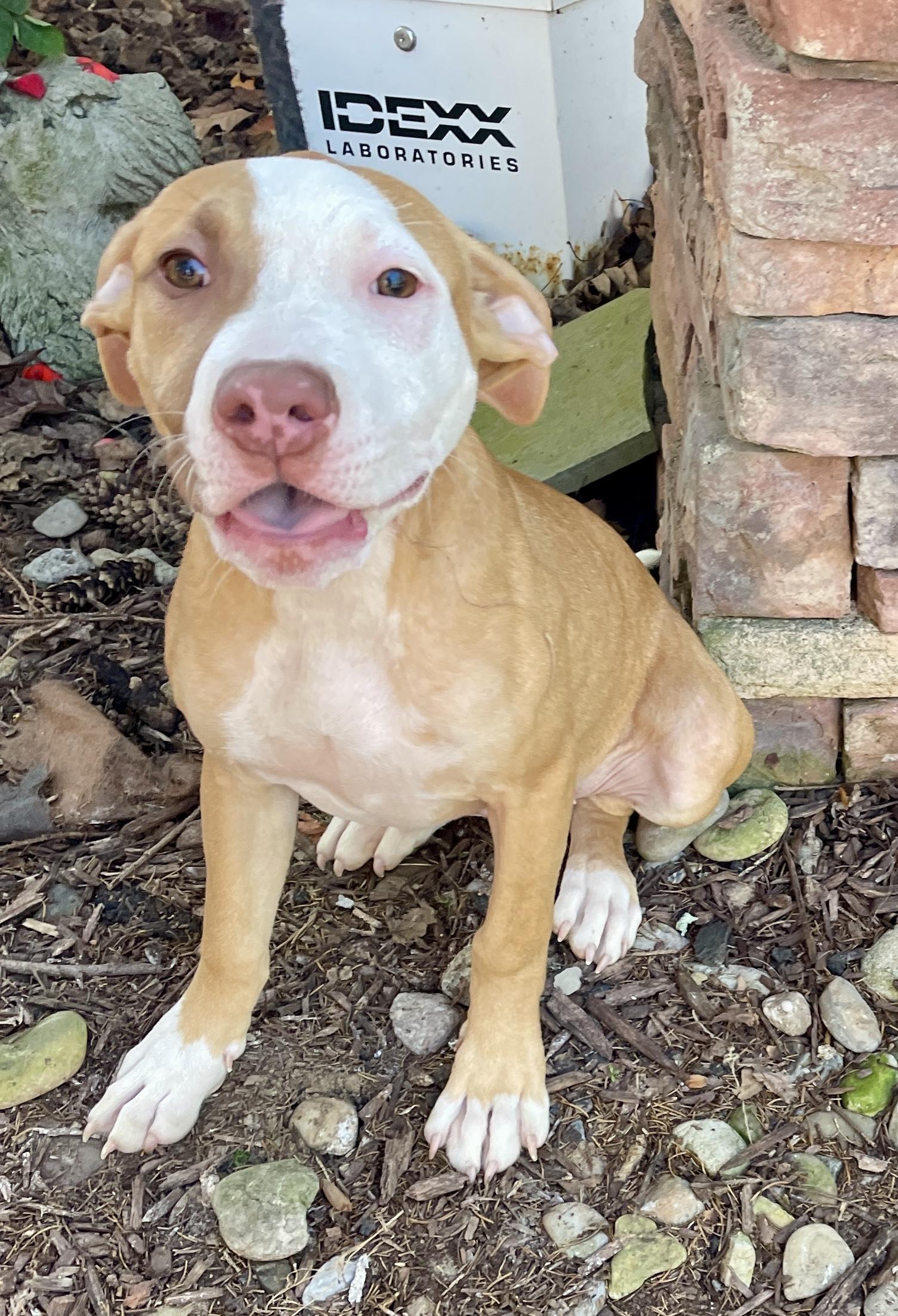 Pinta, a Adoptable mixed breed in Warren, NJ image 3/6