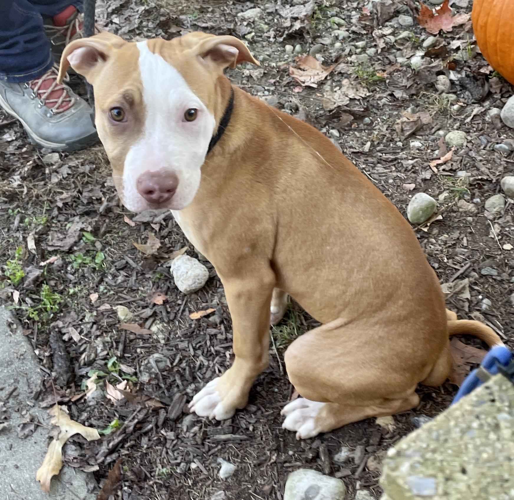 Pinta, a Adoptable mixed breed in Warren, NJ image 1/6