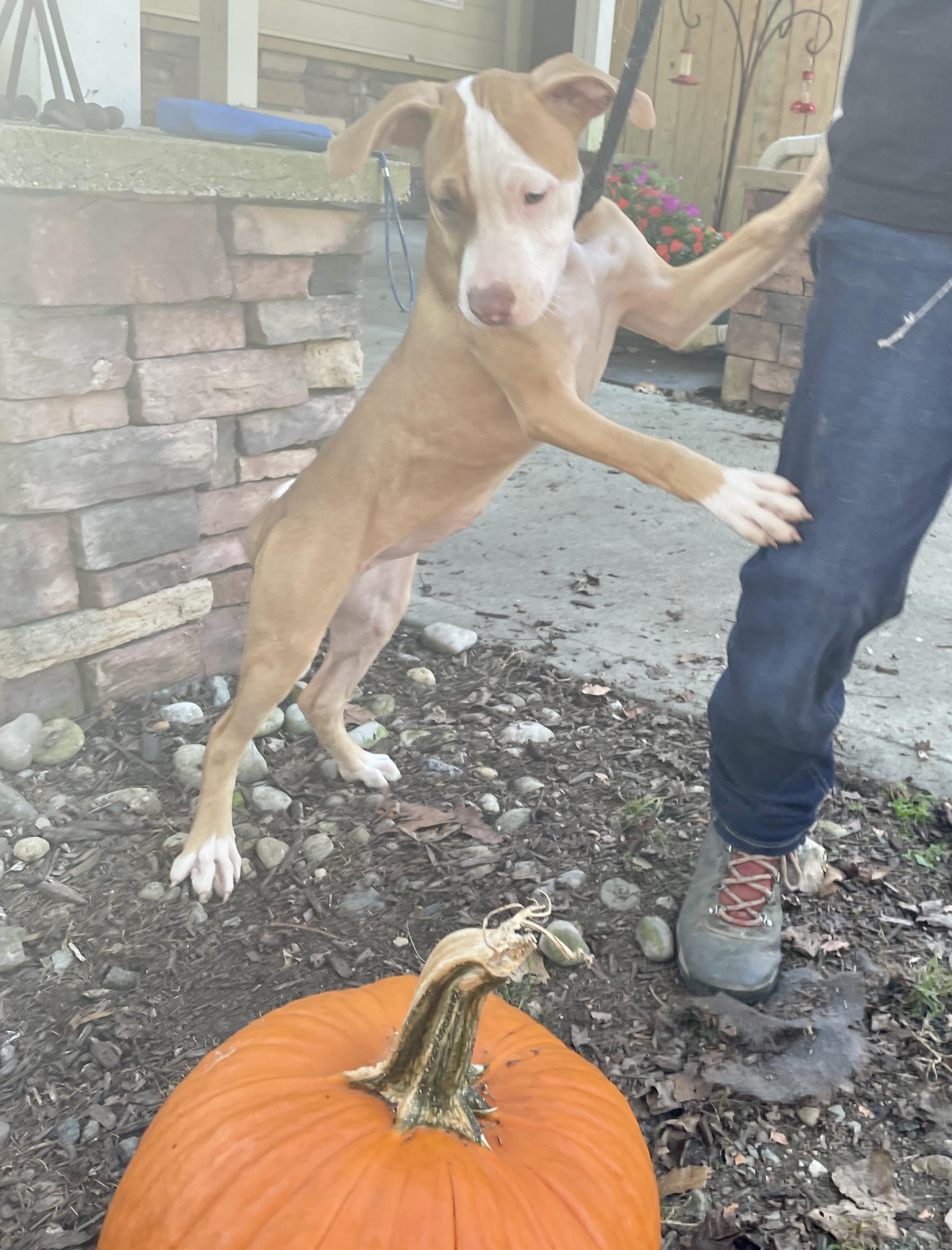 Pinta, a Adoptable mixed breed in Warren, NJ image 4/6