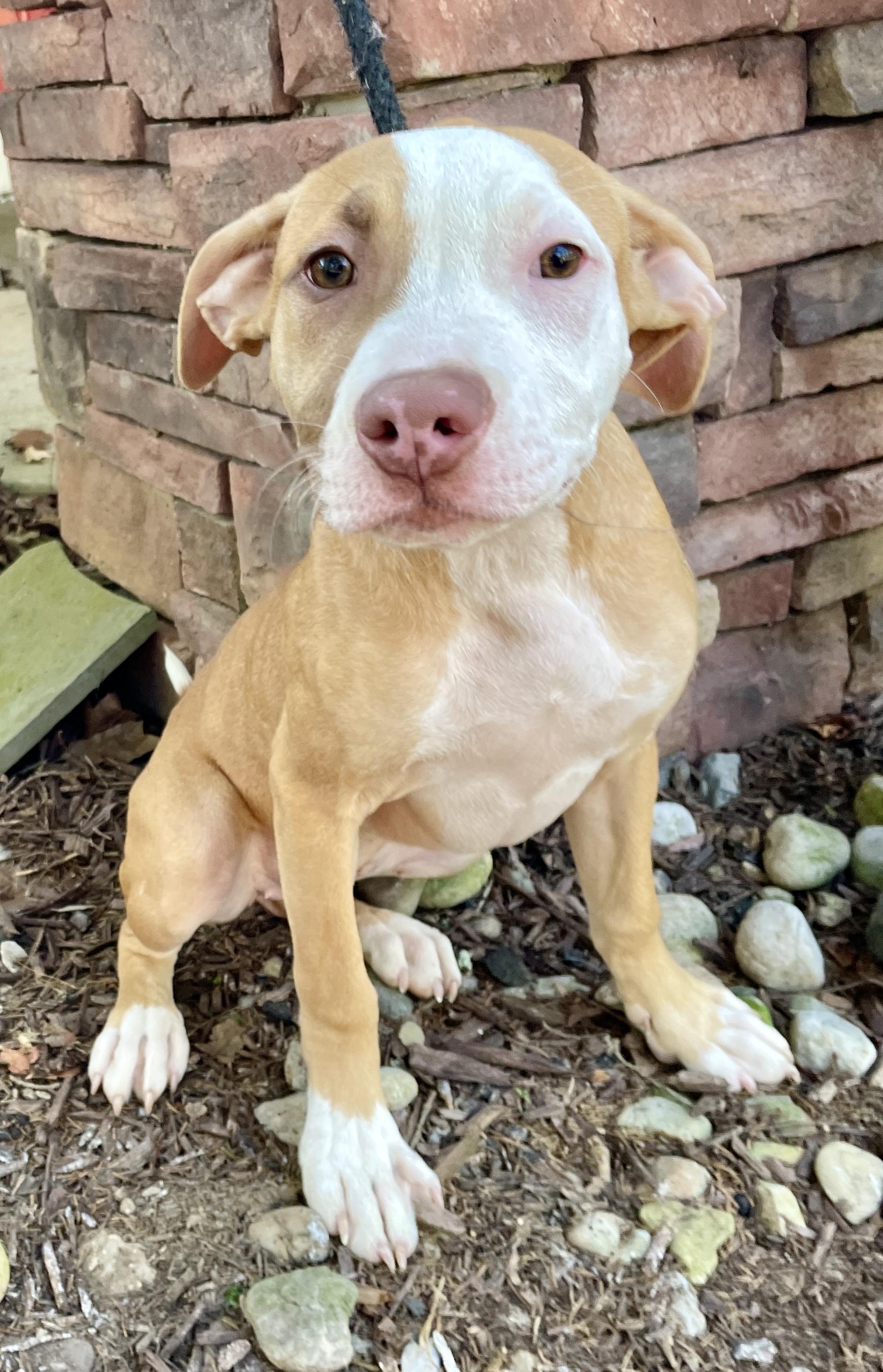 Pinta, a Adoptable mixed breed in Warren, NJ image 5/6