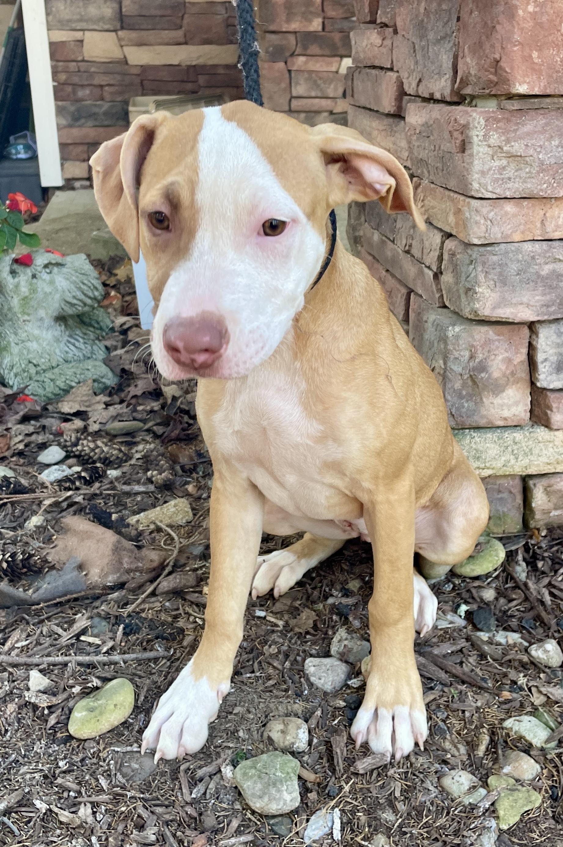 Pinta, a Adoptable mixed breed in Warren, NJ image 6/6