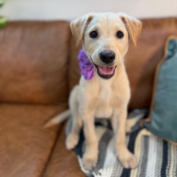 Vanilla Wafer Cookie — thumbnail 2