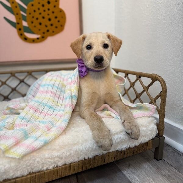 Vanilla Wafer Cookie — thumbnail 4