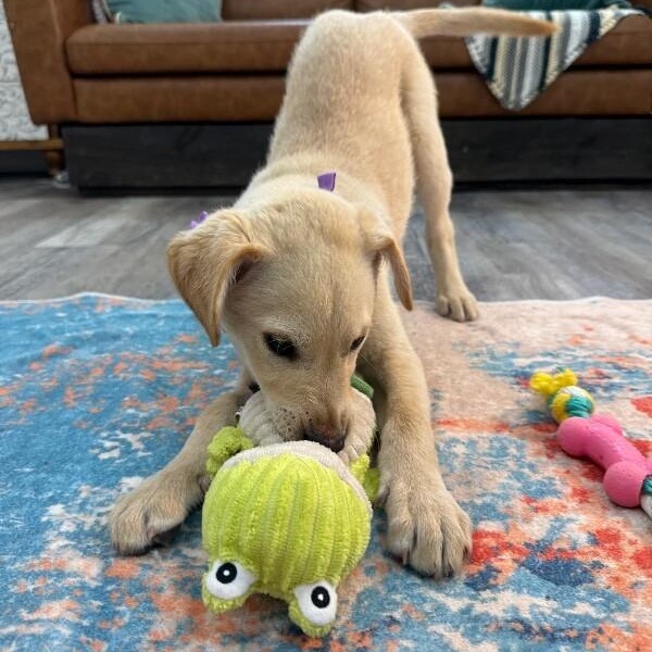 Vanilla Wafer Cookie — thumbnail 5