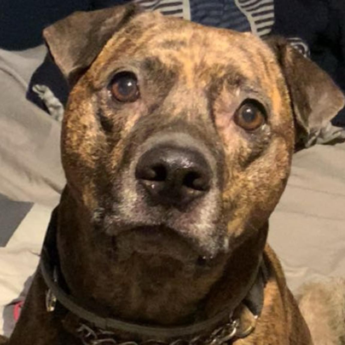 Max, Adoptable, Adult Male Pit Bull Terrier.