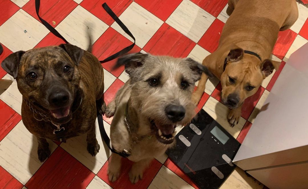 Enlarge Max, a Adoptable mixed breed in Binghamton, NY image 2/4