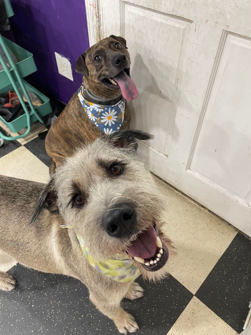 Enlarge Max, a Adoptable mixed breed in Binghamton, NY image 3/4