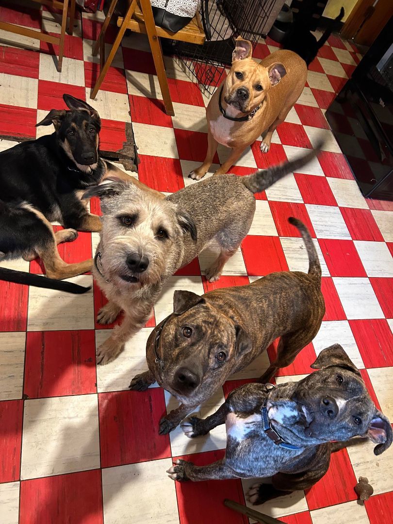 Enlarge Max, a Adoptable mixed breed in Binghamton, NY image 4/4