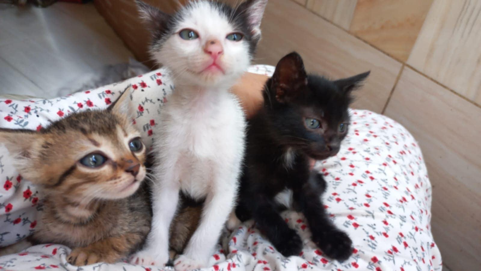 No name 3 Months Kittens