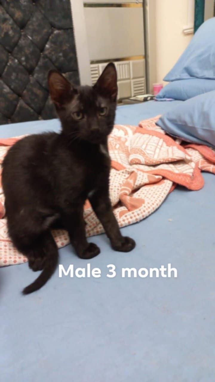 No name 3 Months Kittens photo 4