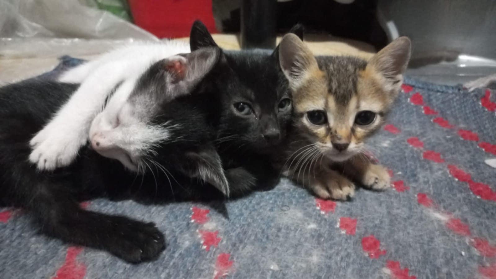 No name 3 Months Kittens photo 6