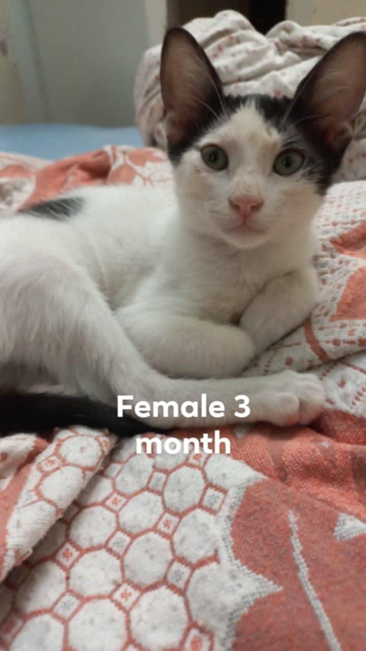 No name 3 Months Kittens photo 5
