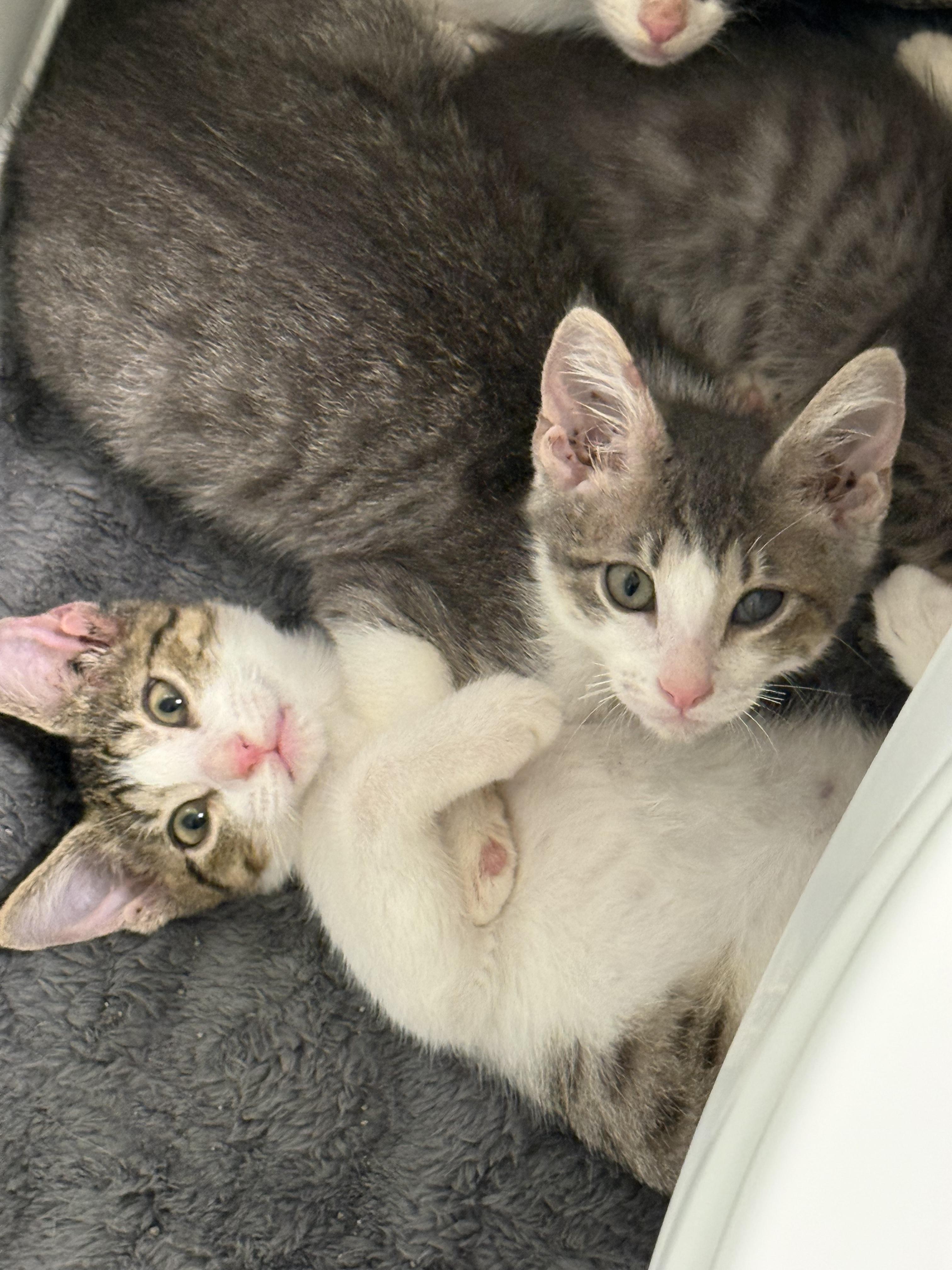 Enlarge Catalina, a Adoptable Domestic Short Hair in Kent, WA image 4/4