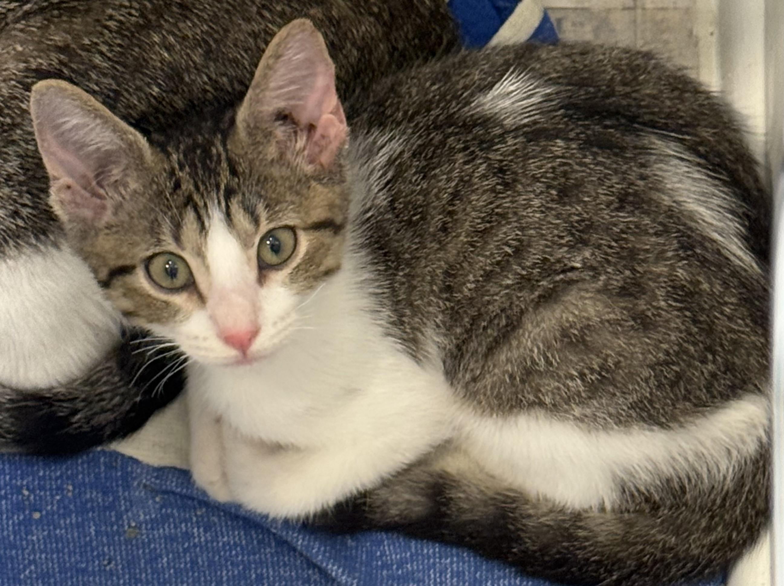 Enlarge Catalina, a Adoptable Domestic Short Hair in Kent, WA image 3/4