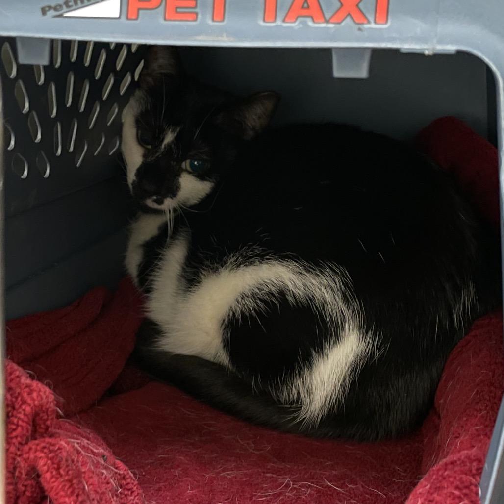 Kayak, Adoptable, Senior Female Domestic Short Hair.