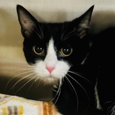 Enlarge Hardy, a Adoptable Domestic Short Hair in Columbia Station, OH image 1/2