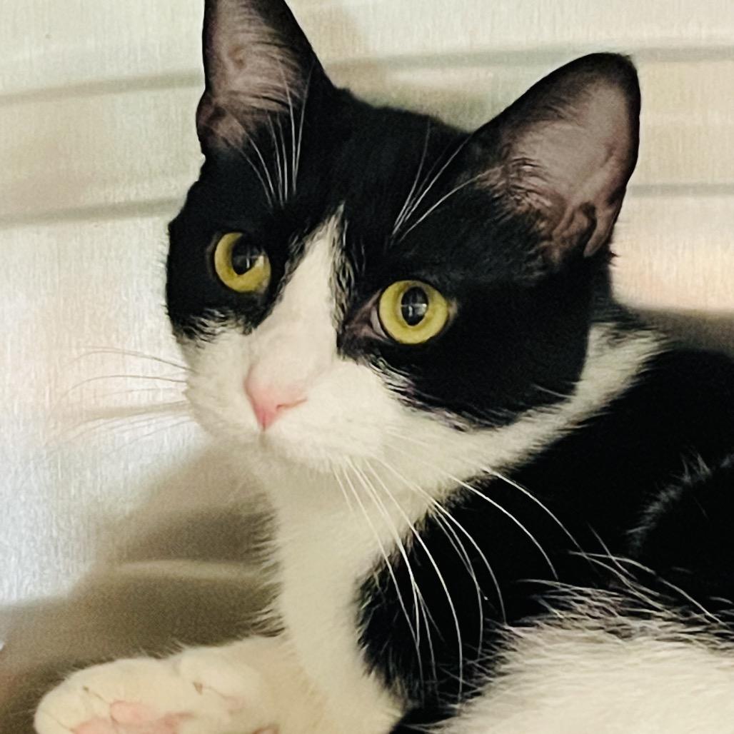 Enlarge Hardy, a Adoptable Domestic Short Hair in Columbia Station, OH image 2/6