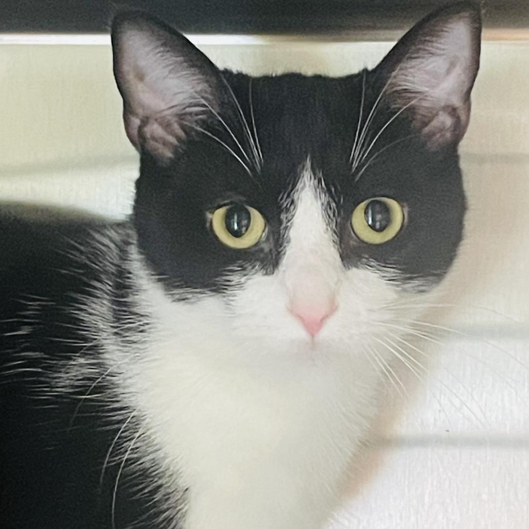 Enlarge Hardy, a Adoptable Domestic Short Hair in Columbia Station, OH image 3/6