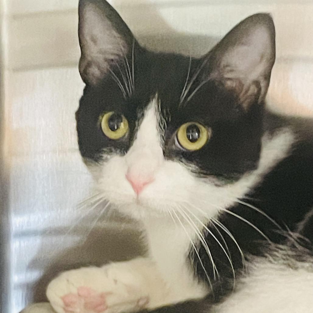 Enlarge Hardy, a Adoptable Domestic Short Hair in Columbia Station, OH image 4/6