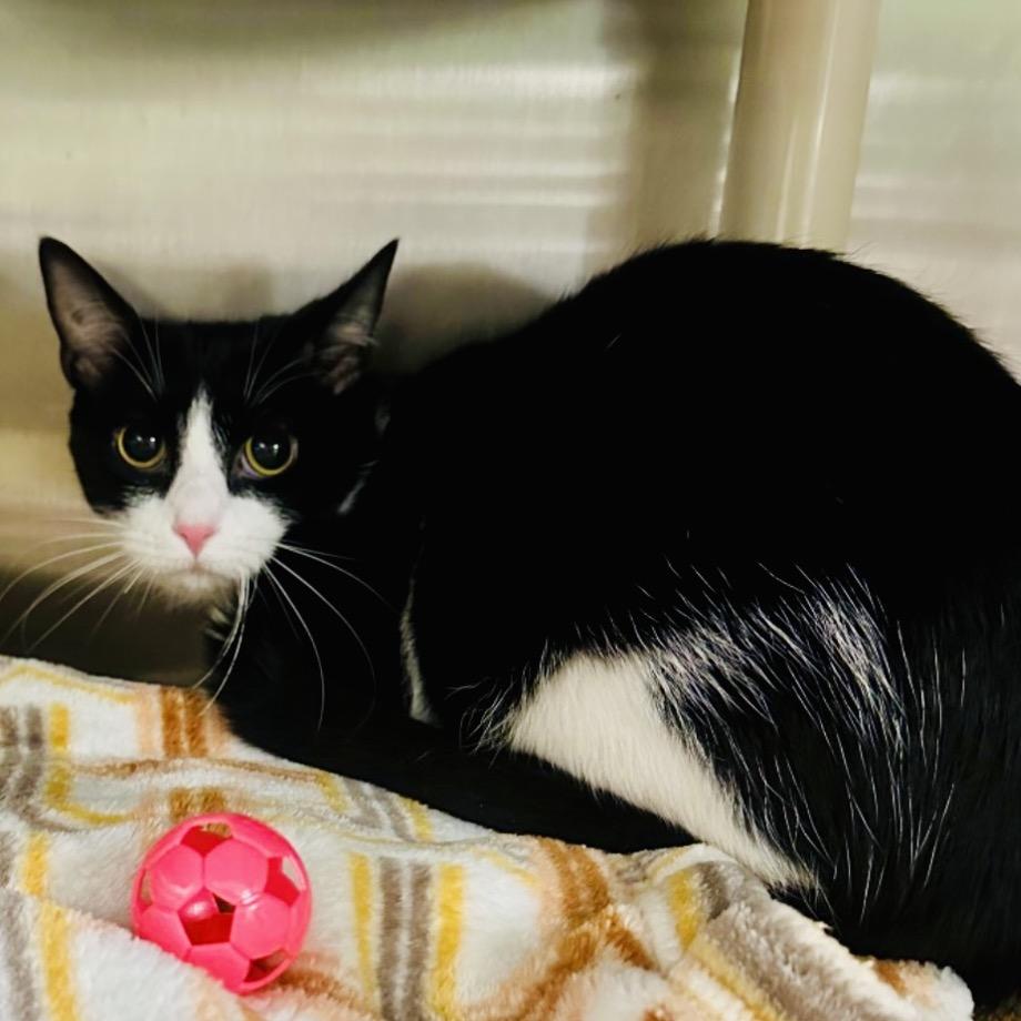 Enlarge Hardy, a Adoptable Domestic Short Hair in Columbia Station, OH image 2/2