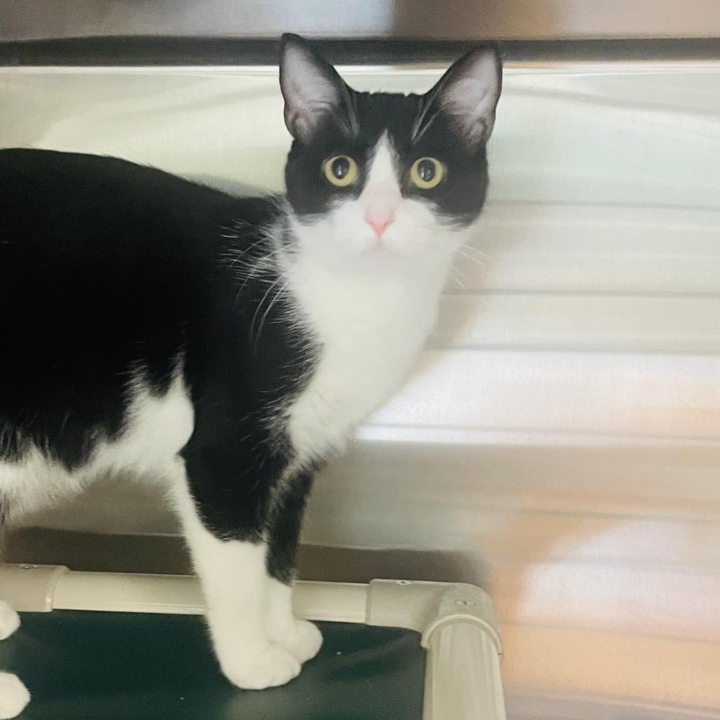Enlarge Hardy, a Adoptable Domestic Short Hair in Columbia Station, OH image 6/6