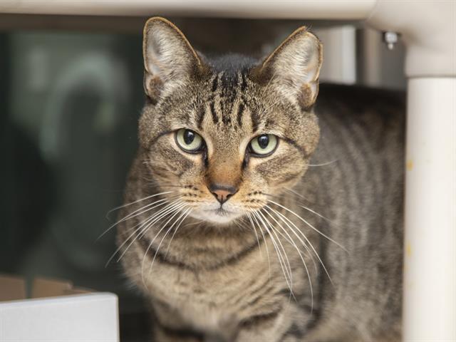 BRAYDEN, Adoptable, Adult Male Domestic Short Hair.