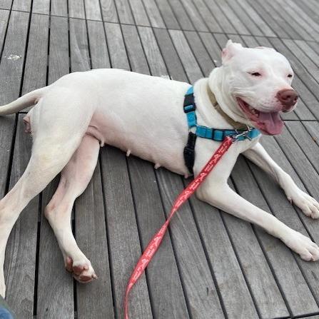Betty White, Adoptable, Adult Female American Staffordshire Terrier.