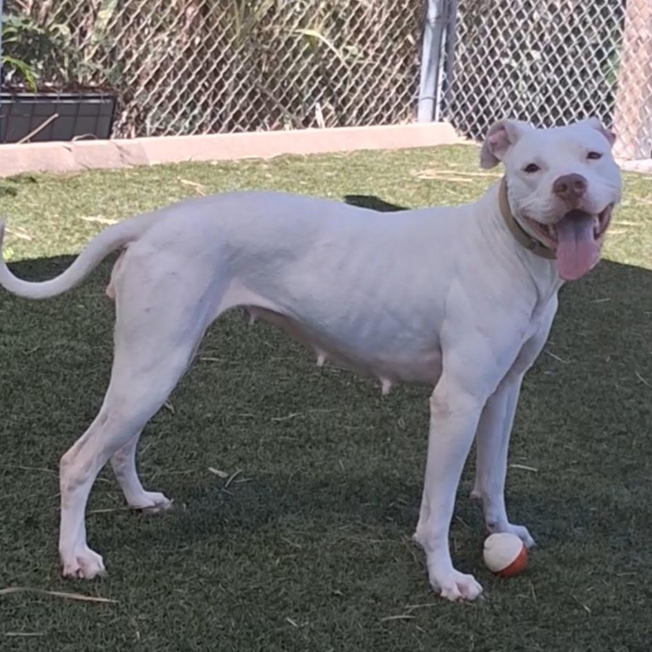 Enlarge Betty White, a Adoptable American Staffordshire Terrier in Galveston, TX image 2/5