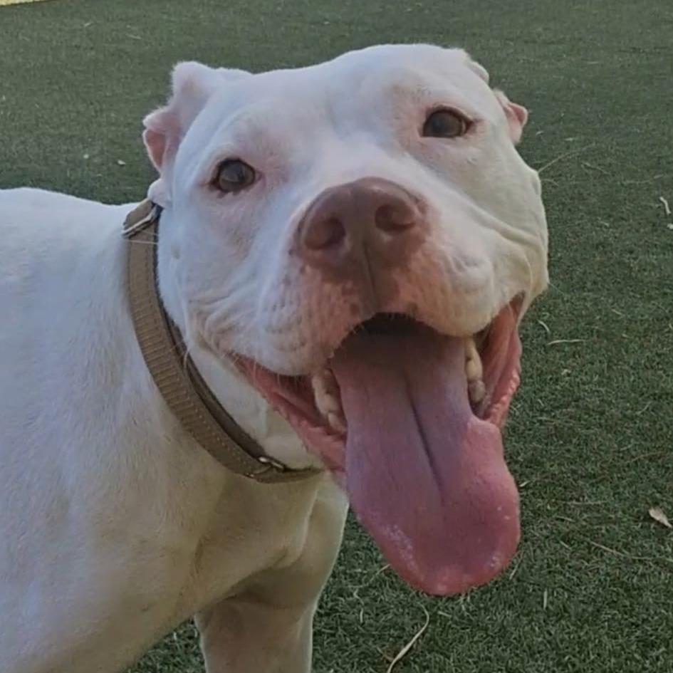 Enlarge Betty White, a Adoptable American Staffordshire Terrier in Galveston, TX image 3/5