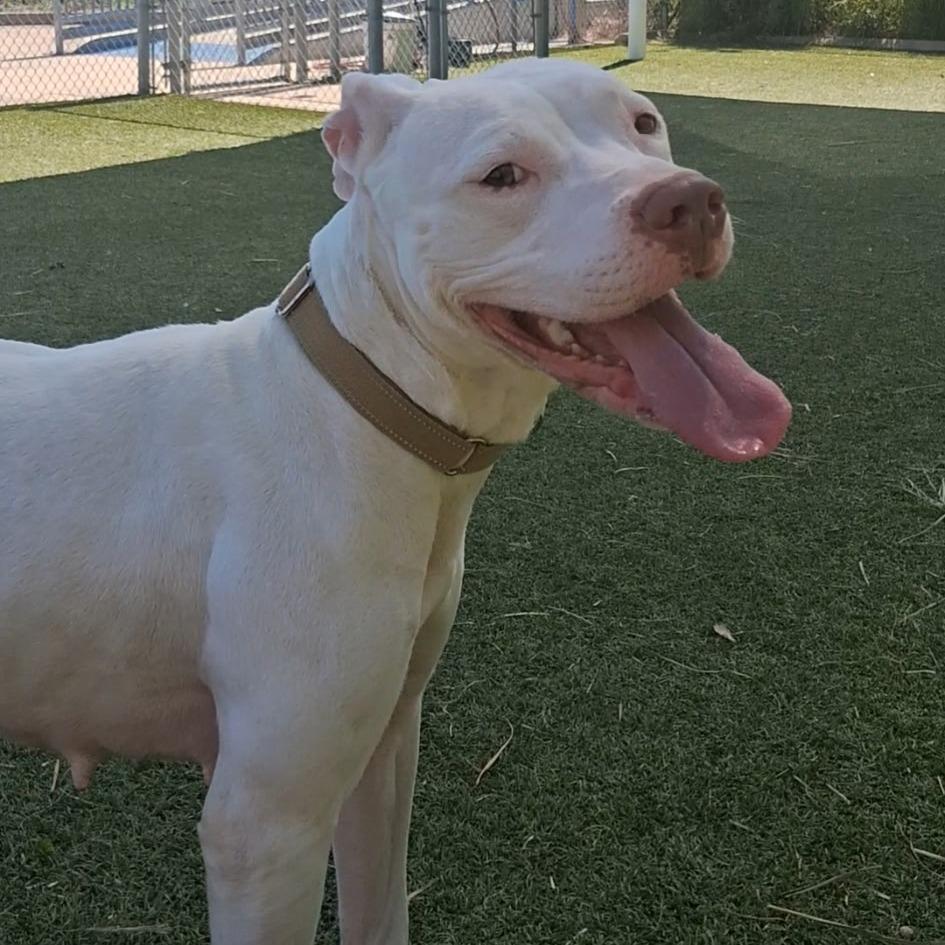 Enlarge Betty White, a Adoptable American Staffordshire Terrier in Galveston, TX image 4/5