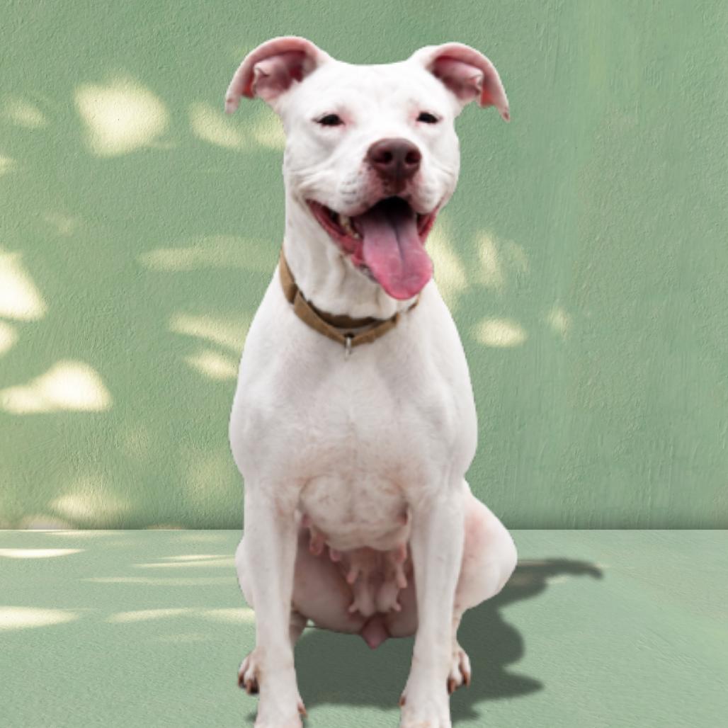 Enlarge Betty White, a Adoptable American Staffordshire Terrier in Galveston, TX image 4/6
