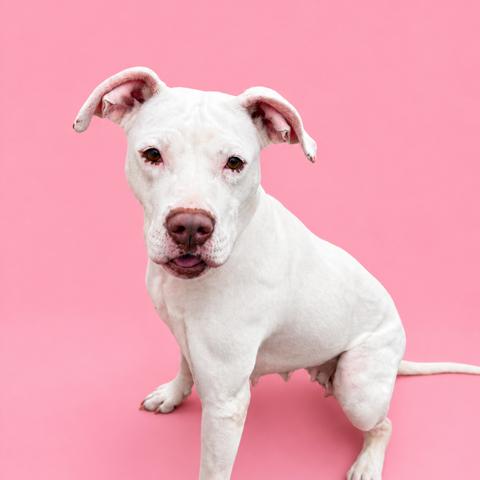 Enlarge Betty White, a Adoptable American Staffordshire Terrier in Galveston, TX image 5/6