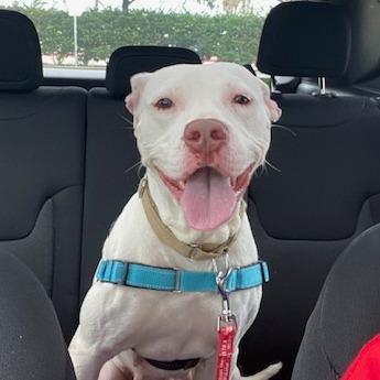 Enlarge Betty White, a Adoptable American Staffordshire Terrier in Galveston, TX image 6/6