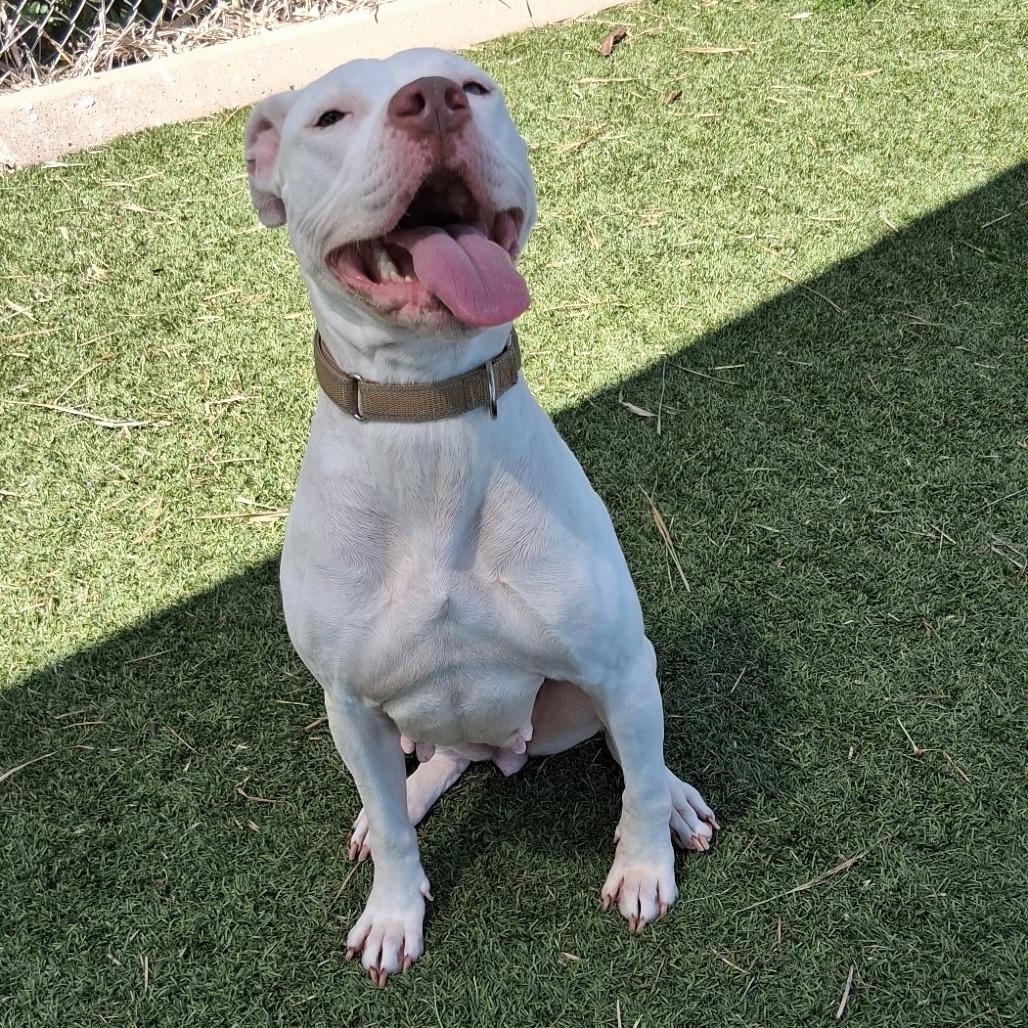 Enlarge Betty White, a Adoptable American Staffordshire Terrier in Galveston, TX image 5/5