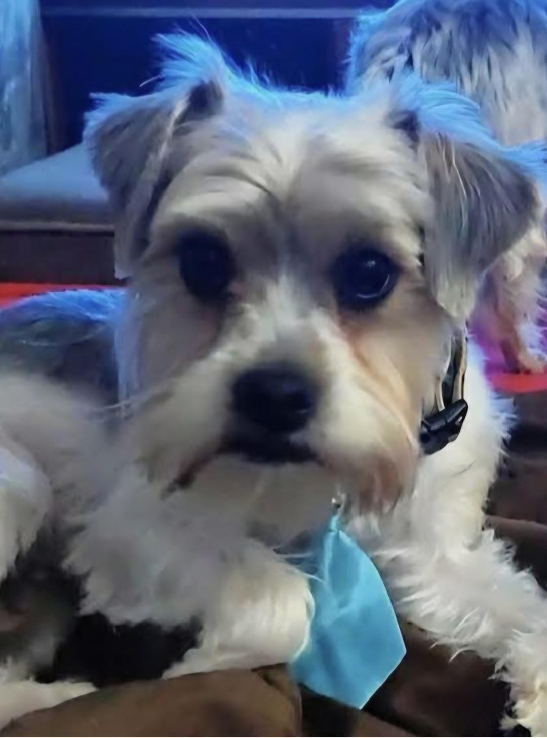 Enlarge Koko, an adopted mixed breed in Lancaster, CA image 1/1