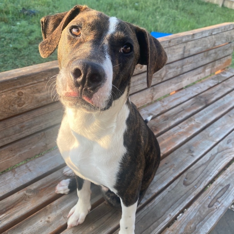 Bingo, Adoptable, Adult Male Pit Bull Terrier & Plott Hound.
