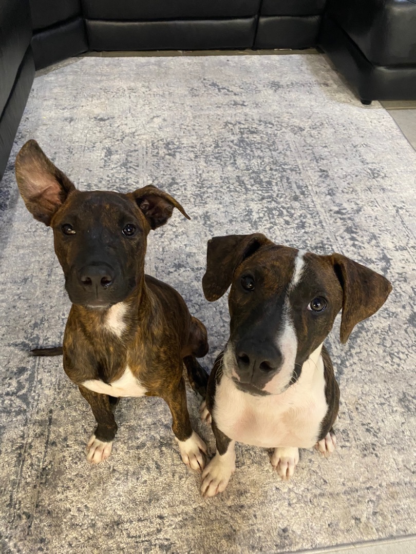 Enlarge Bingo, a Adoptable mixed breed in North Vancouver, BC image 3/6