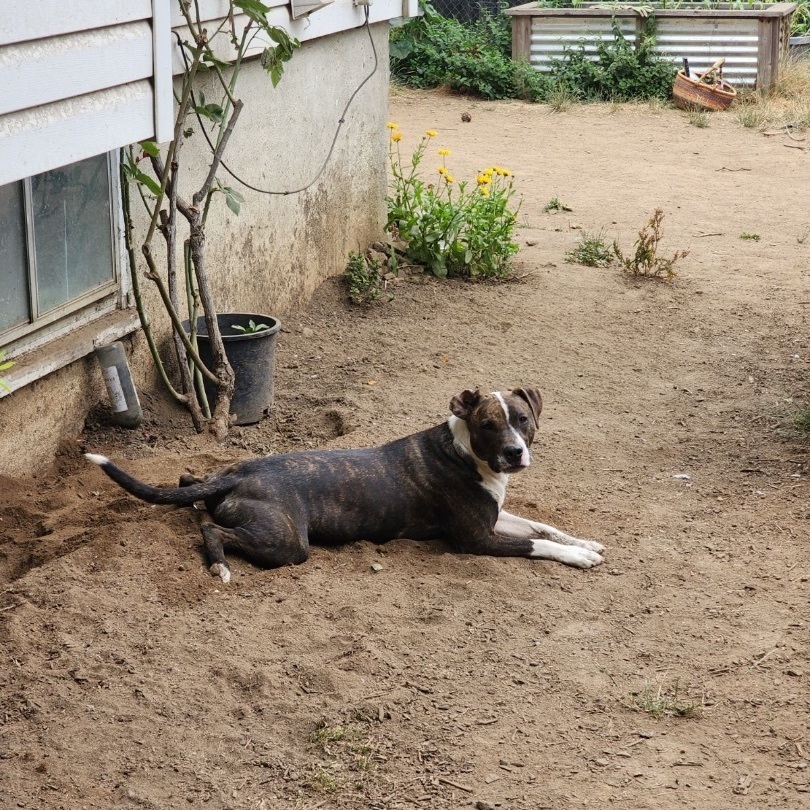 Enlarge Bingo, a Adoptable mixed breed in North Vancouver, BC image 6/6