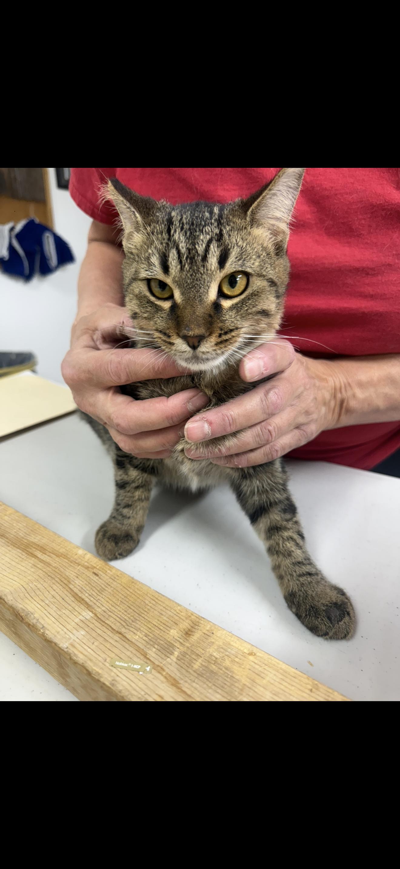 Enlarge Furry Lil Criminal, a ADOPTABLE Tabby in Las Vegas, NV image 1/1