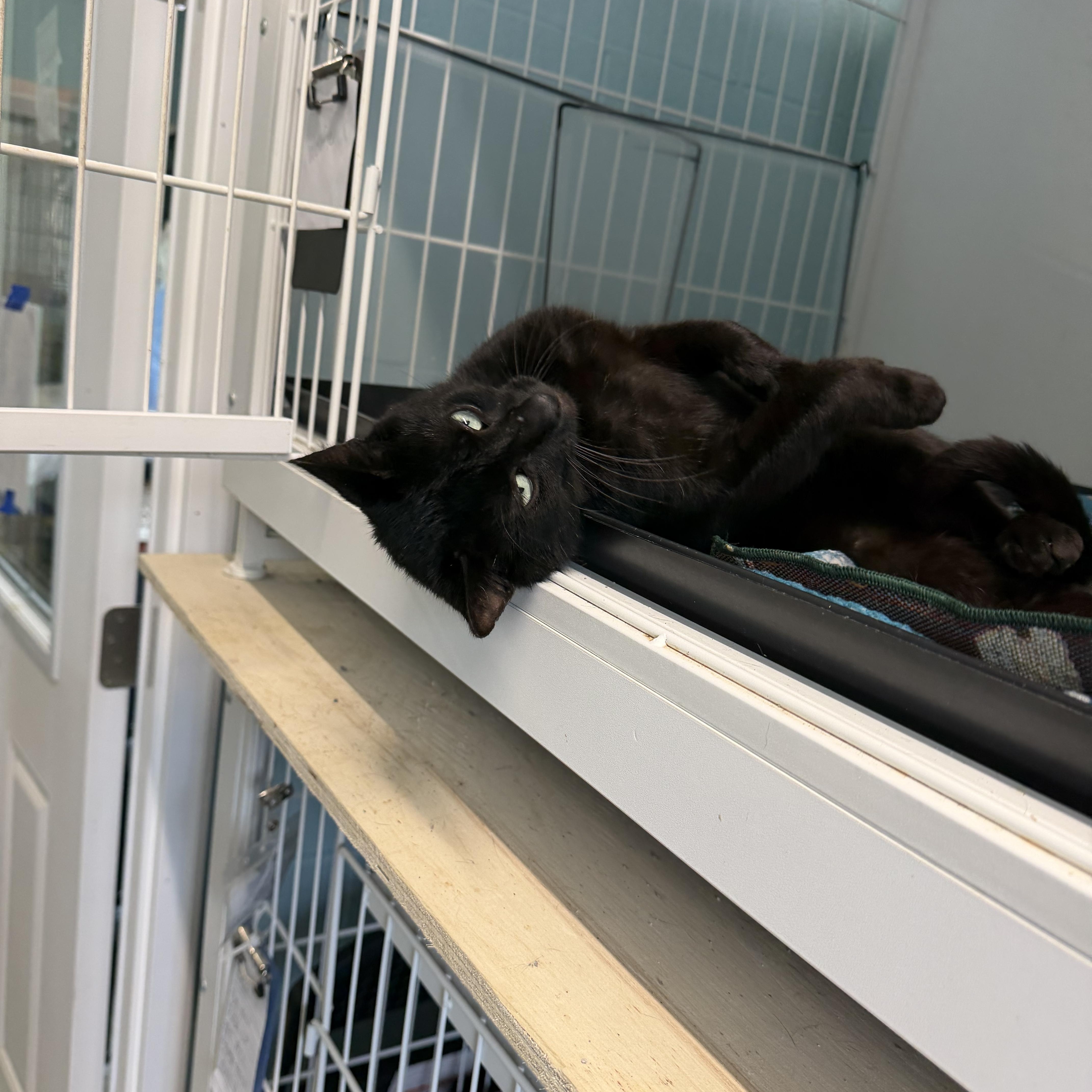 Enlarge Wolfie, a Adoptable Domestic Short Hair in Warren, OH image 4/4