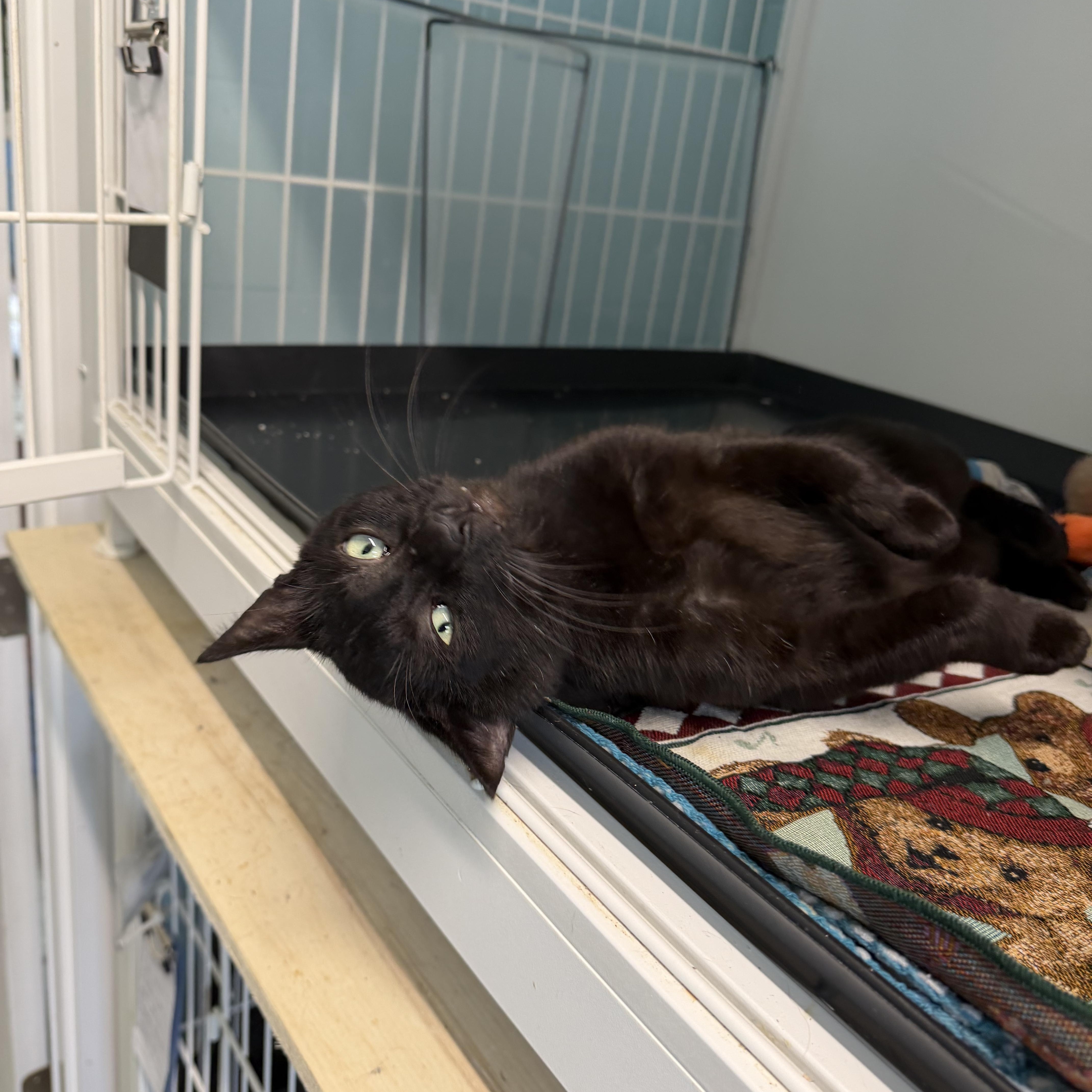 Enlarge Wolfie, a Adoptable Domestic Short Hair in Warren, OH image 3/4