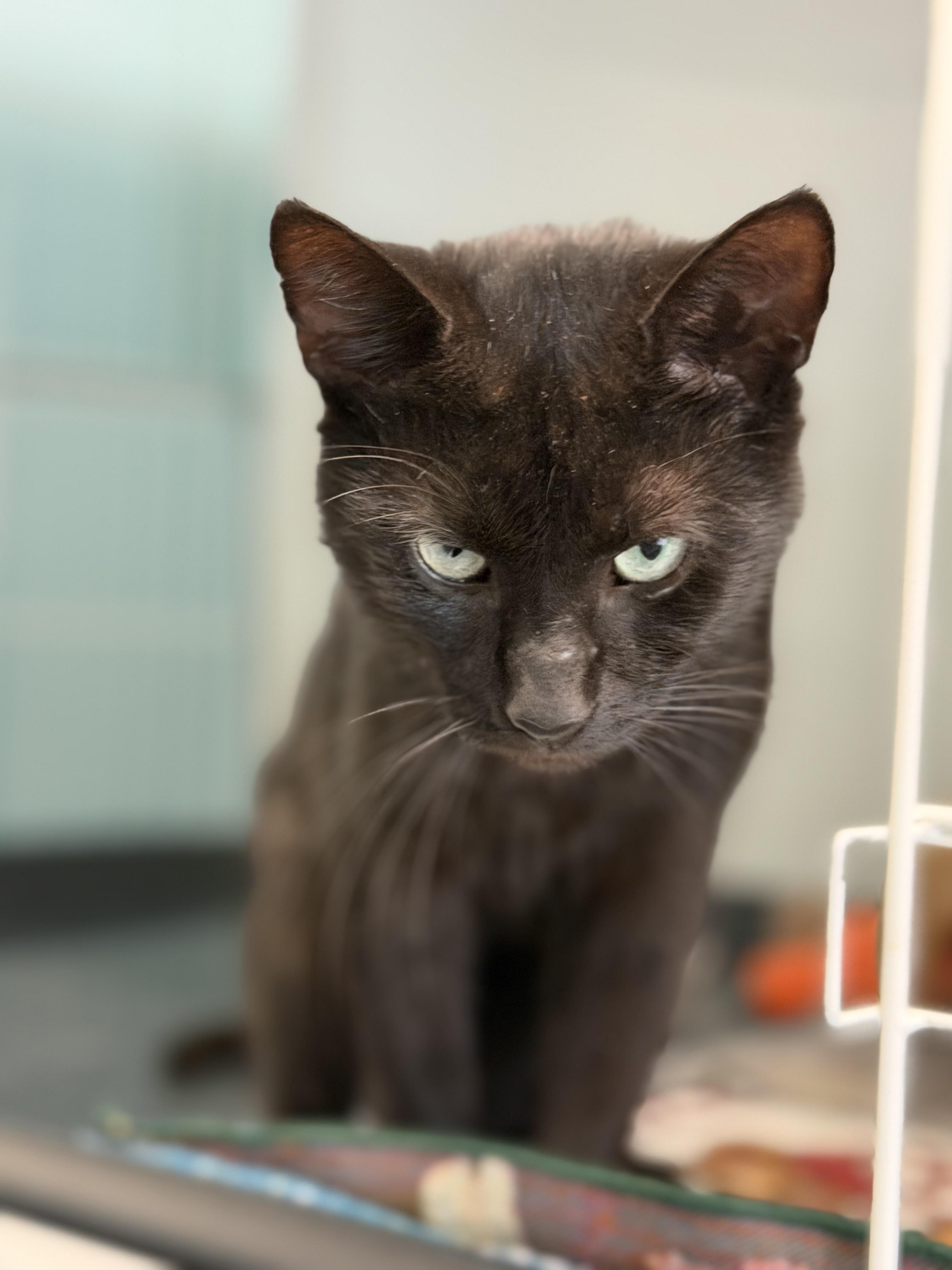 Enlarge Wolfie, a Adoptable Domestic Short Hair in Warren, OH image 2/4