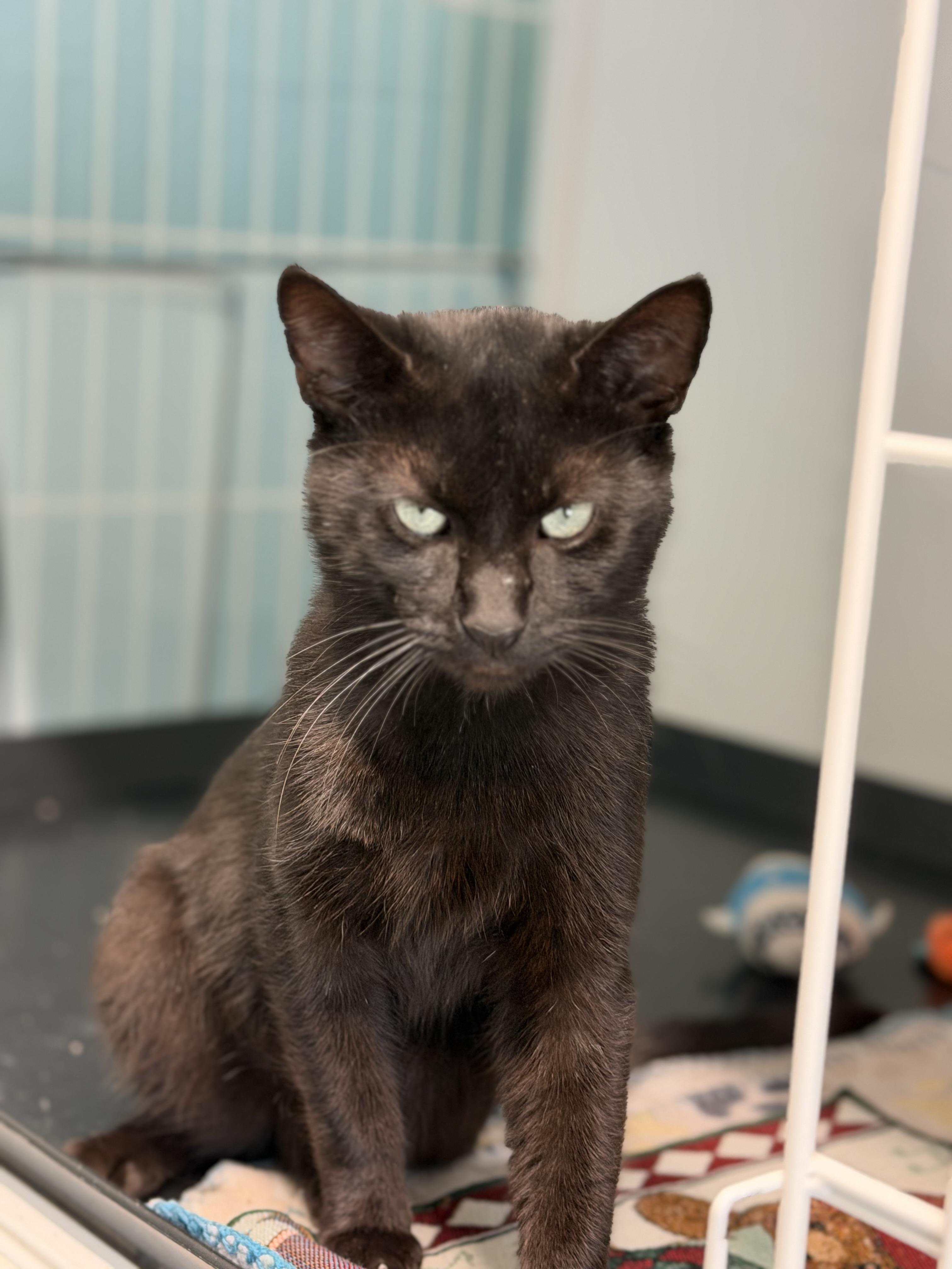 Wolfie, Adoptable, Young Male Domestic Short Hair.
