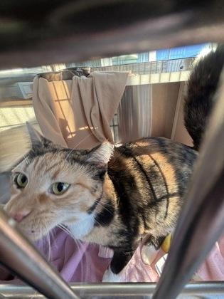 Tonya, a Adoptable mixed breed in Detroit, MI image 1/3