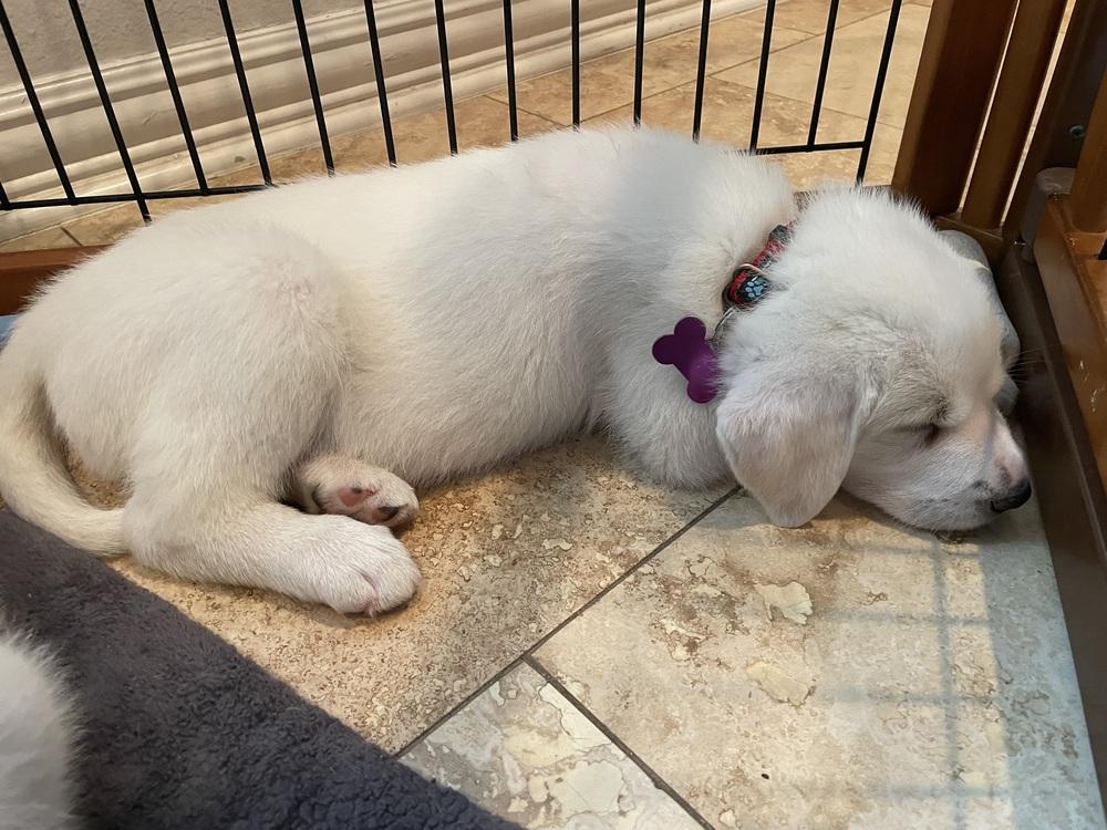 Uno, Adoptable, Young Female Great Pyrenees.