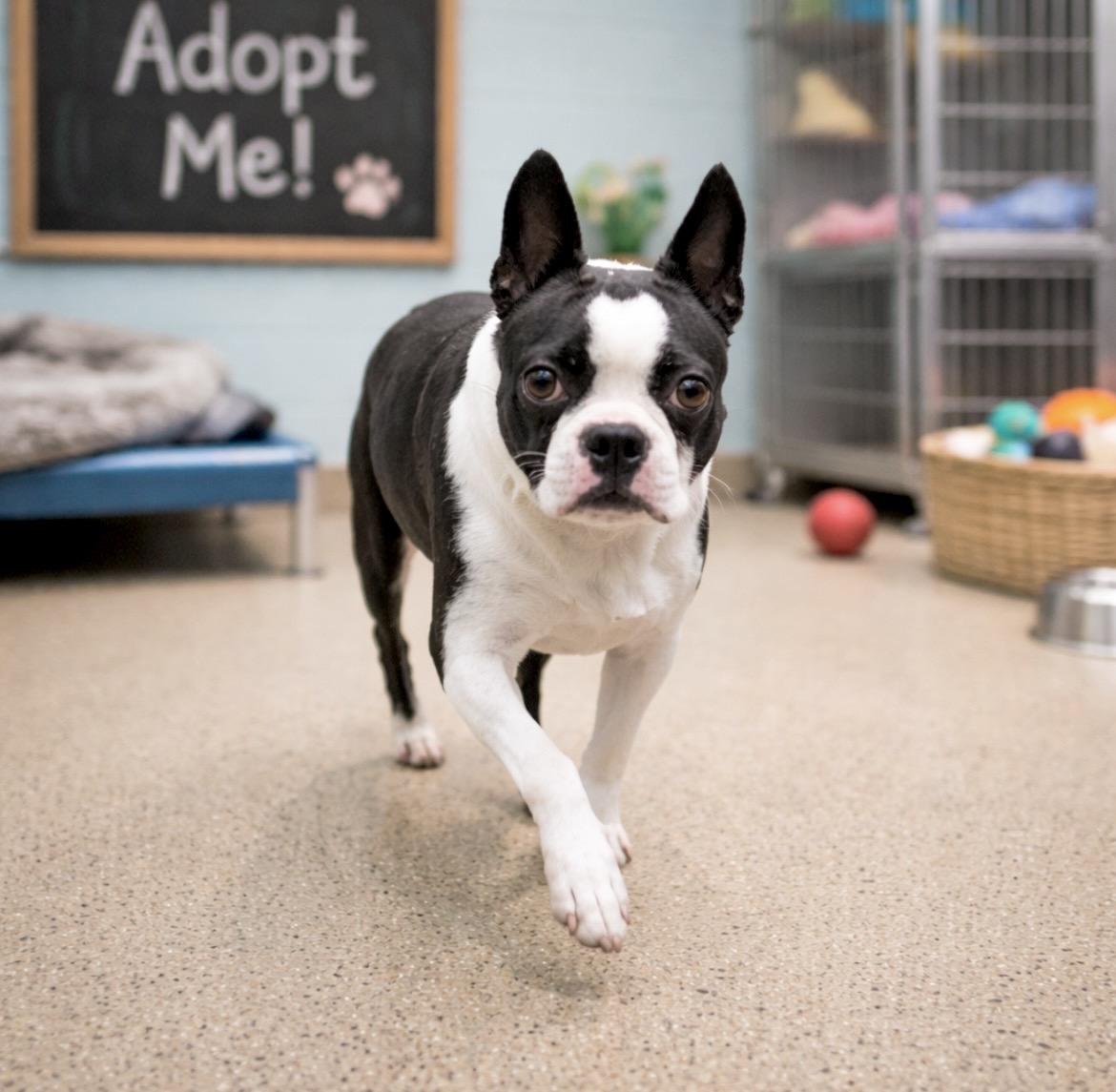 Enlarge Minnie, an adopted Boston Terrier in Huntingtown, MD image 4/6