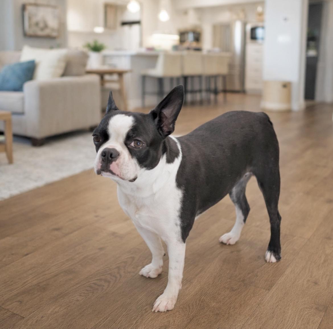 Enlarge Minnie, an adopted Boston Terrier in Huntingtown, MD image 5/6